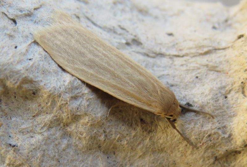 Falena siciliana 5